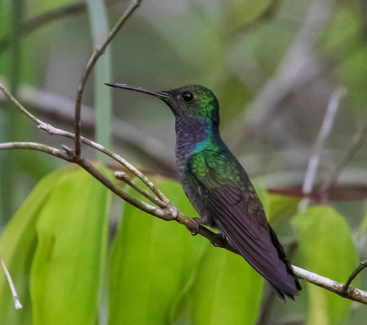 Blue-chested Hummingbird - ML281545591