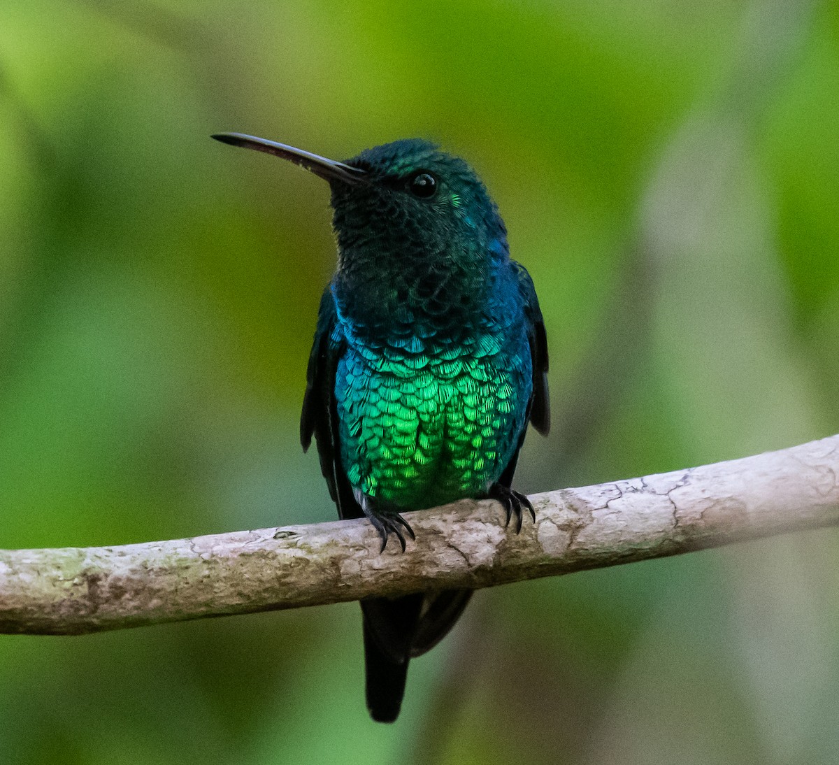 Shining-green Hummingbird - Ron Hoff Dollyann Myers