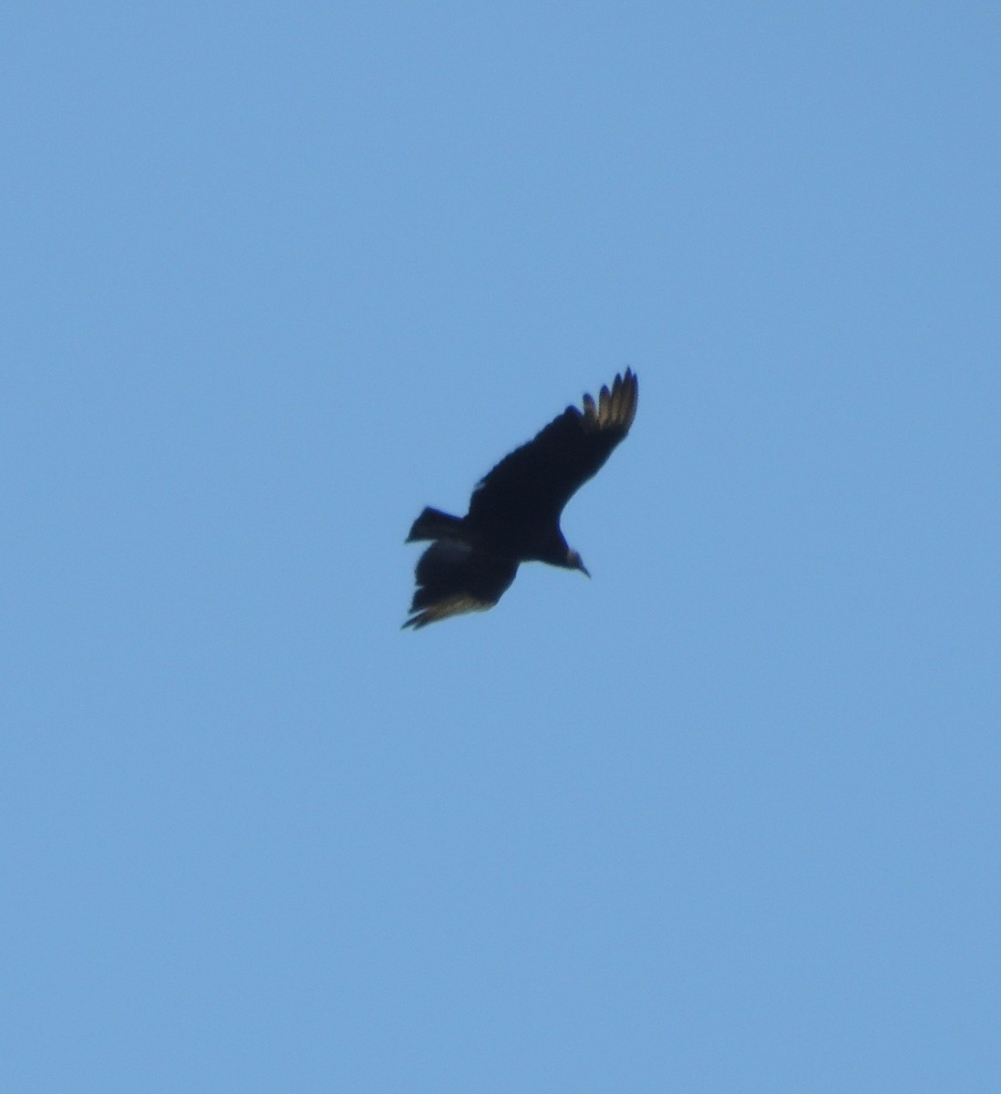 Black Vulture - ML28154641