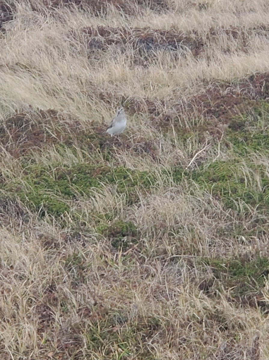 White-rumped Sandpiper - ML281548731