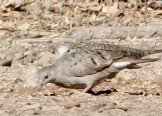 Common Ground Dove - ML281549781