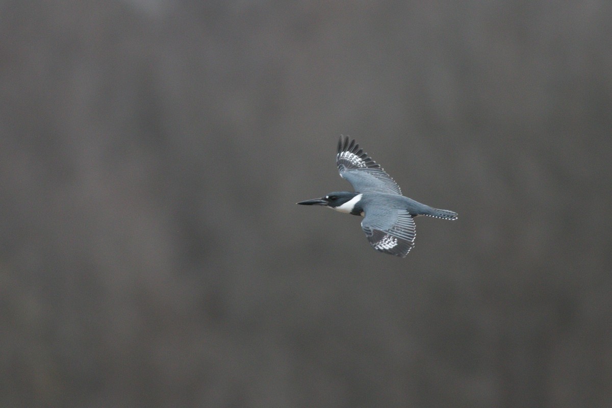 Belted Kingfisher - ML281550111