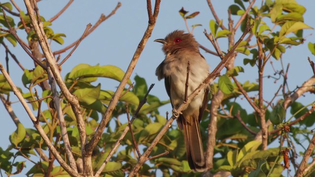 Ash-colored Cuckoo - ML281550731