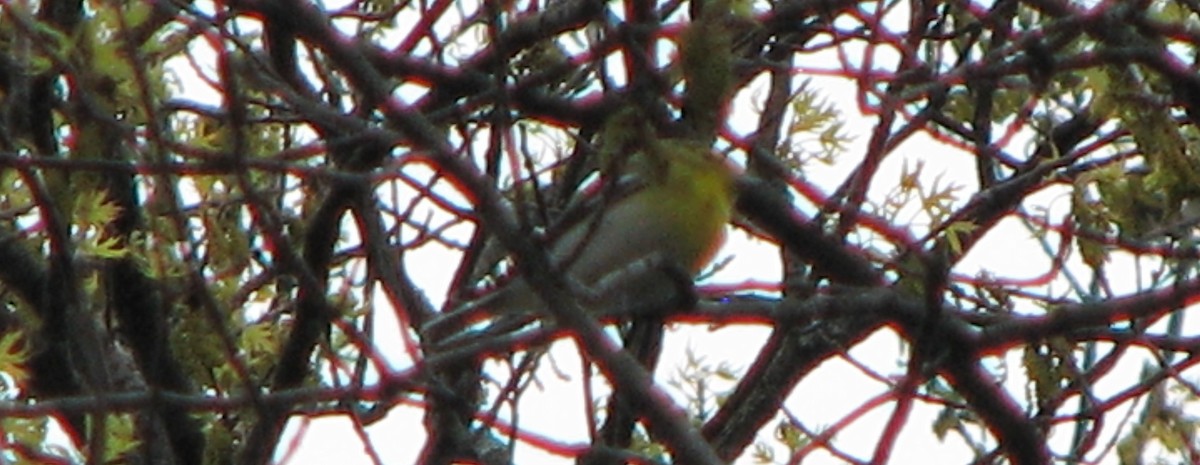 Yellow-throated Vireo - ML28155151