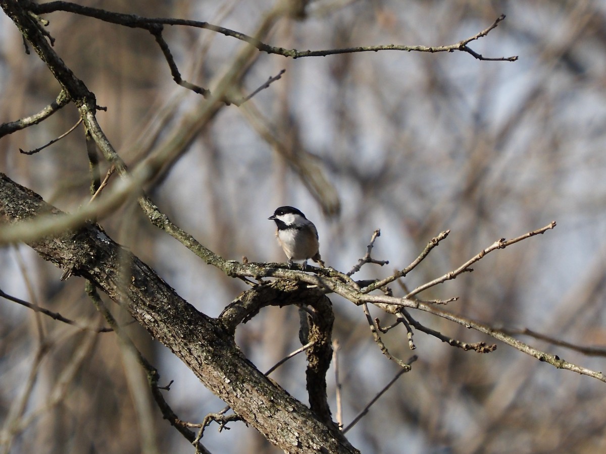 Black-capped Chickadee - ML281552591