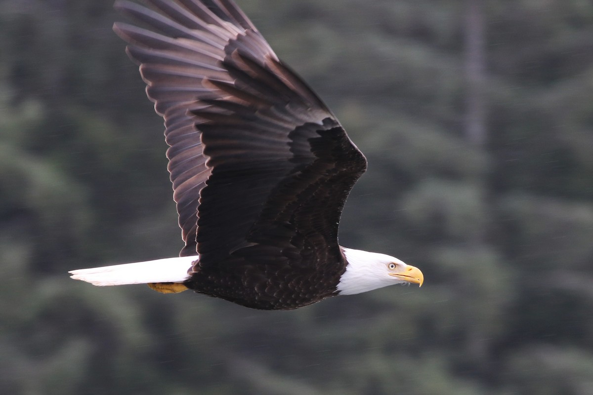 Bald Eagle - ML281553131