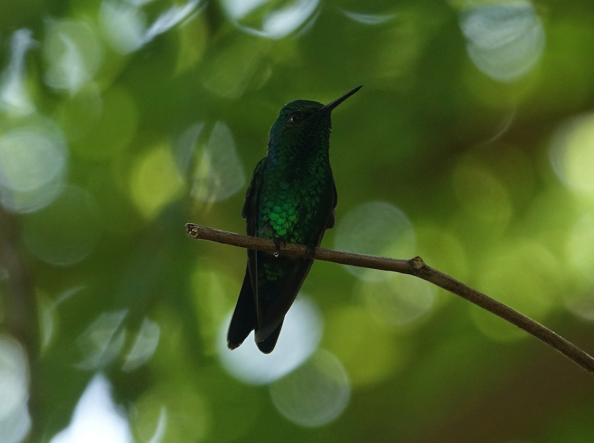 Garden Emerald - ML281554101