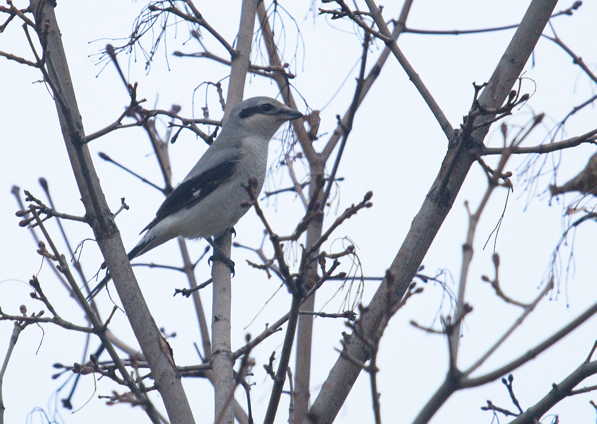 Northern Shrike - ML281556991