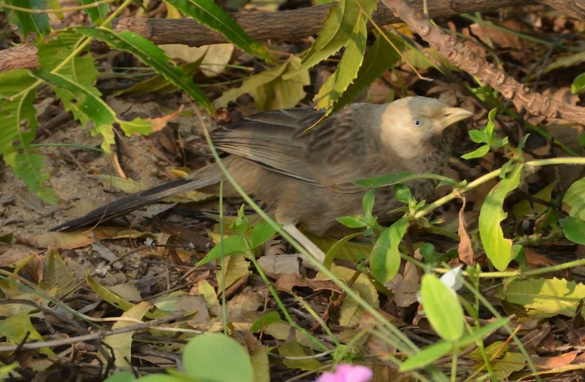 Yellow-billed Babbler - ML281558221