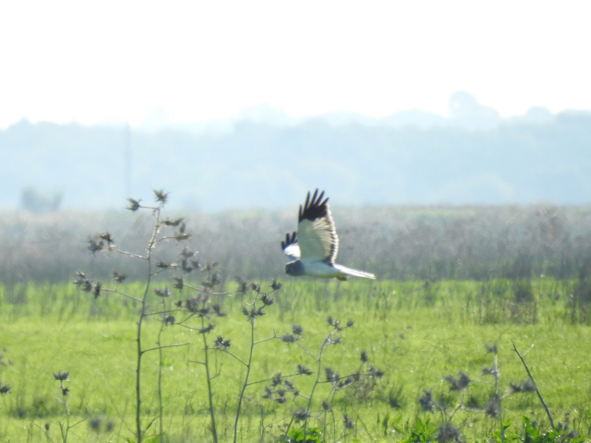 Hen Harrier - ML281558931