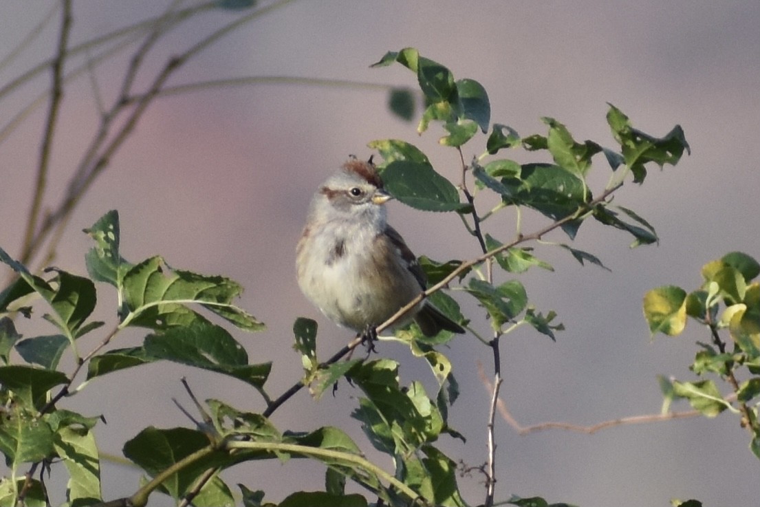 American Tree Sparrow - ML281560291