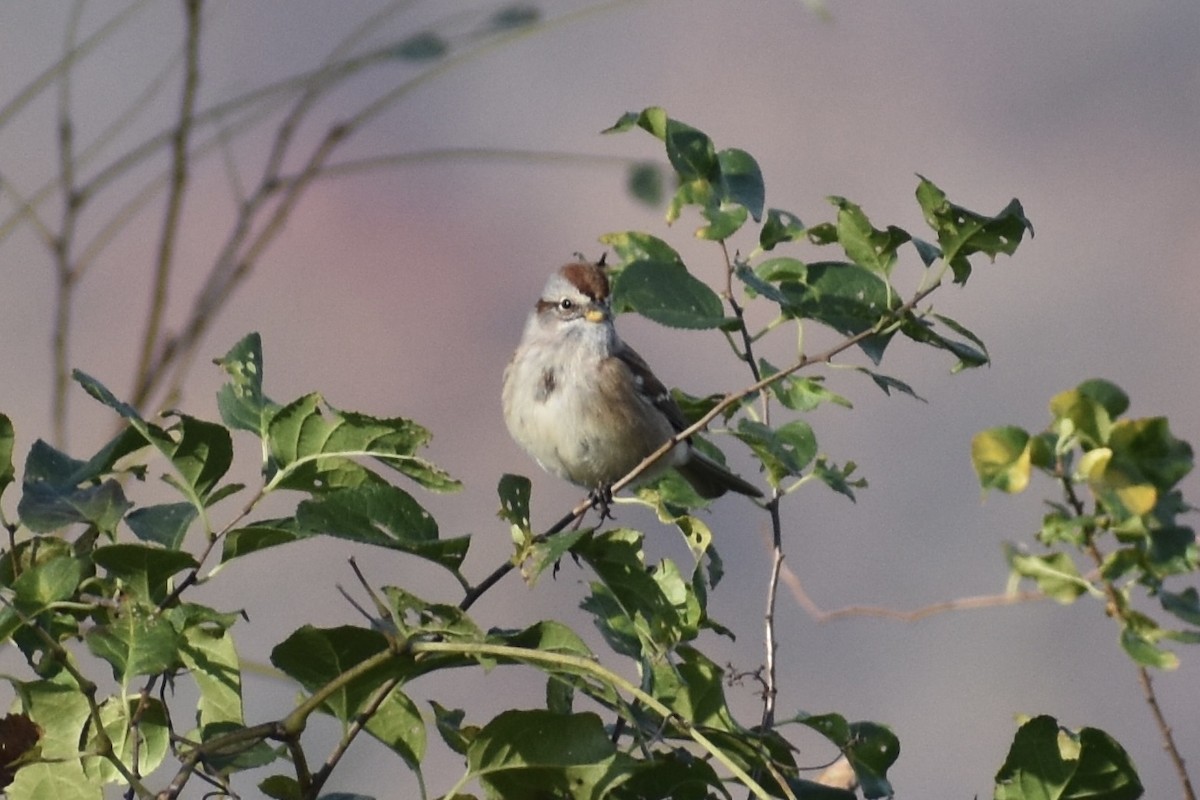 American Tree Sparrow - ML281560301