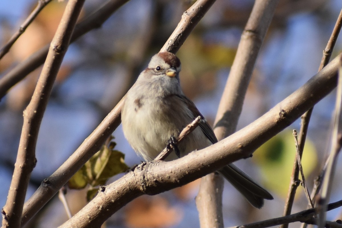 American Tree Sparrow - ML281560321
