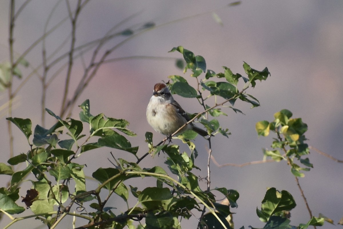 American Tree Sparrow - ML281560331