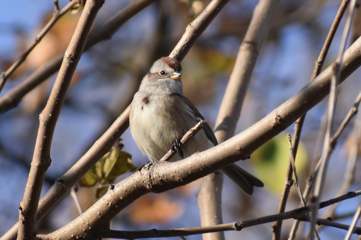 American Tree Sparrow - ML281560341