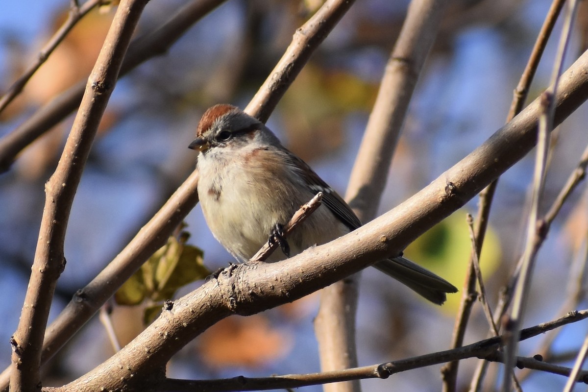American Tree Sparrow - ML281560351
