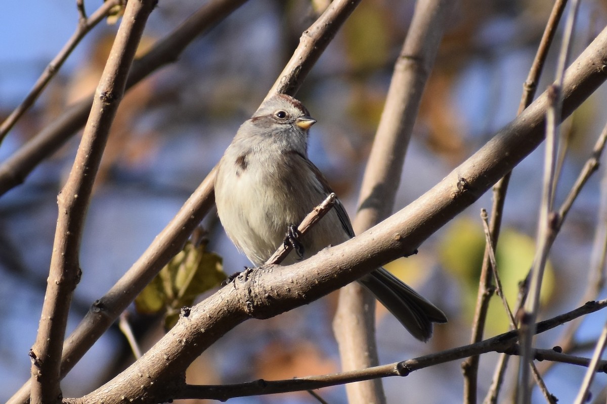 American Tree Sparrow - ML281560361