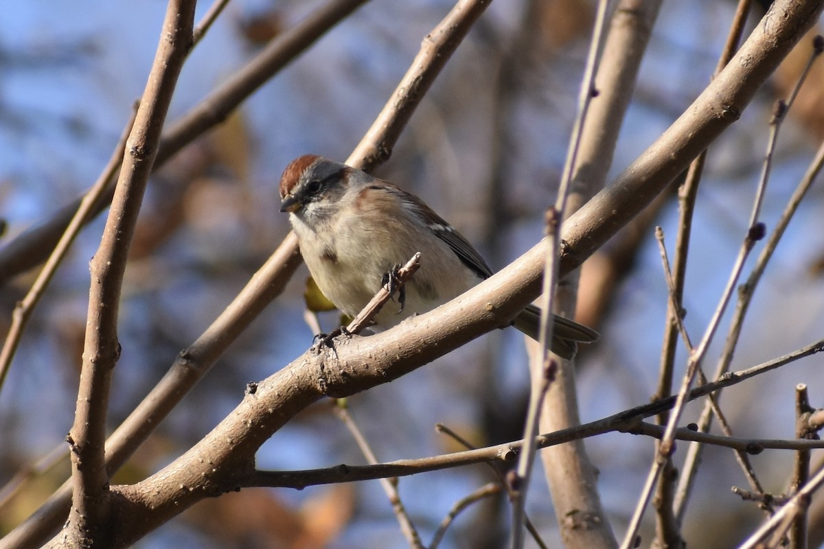 American Tree Sparrow - ML281560371