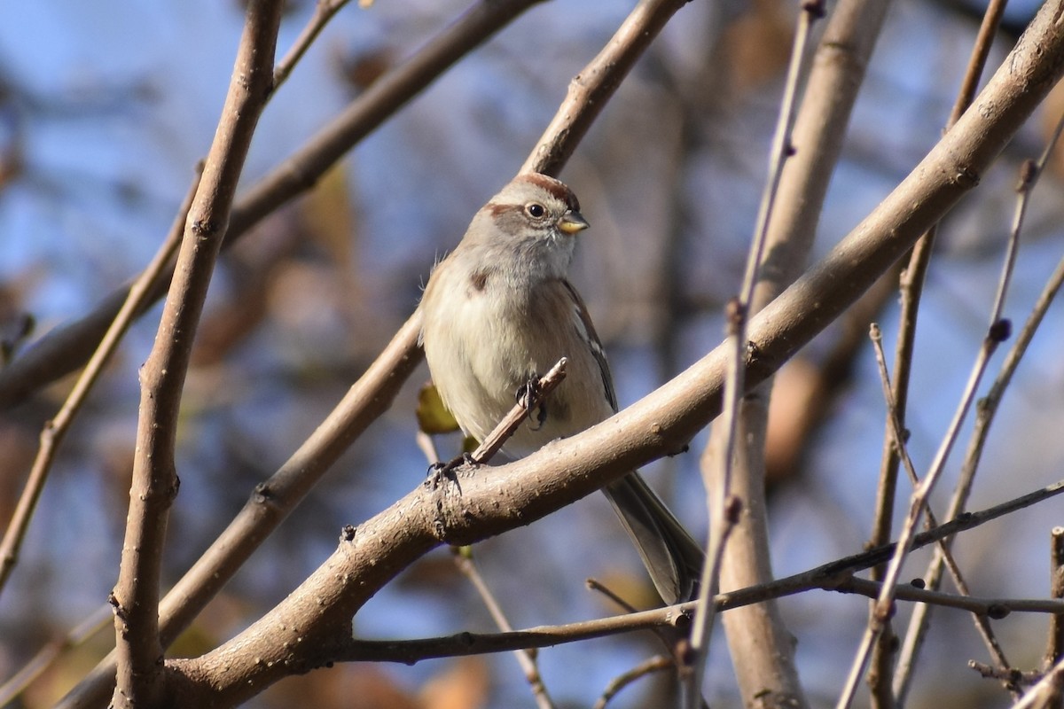 American Tree Sparrow - ML281560381