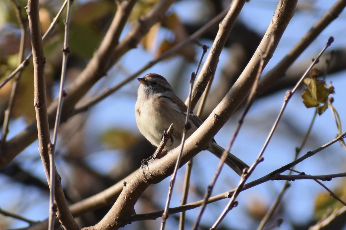 American Tree Sparrow - ML281560401