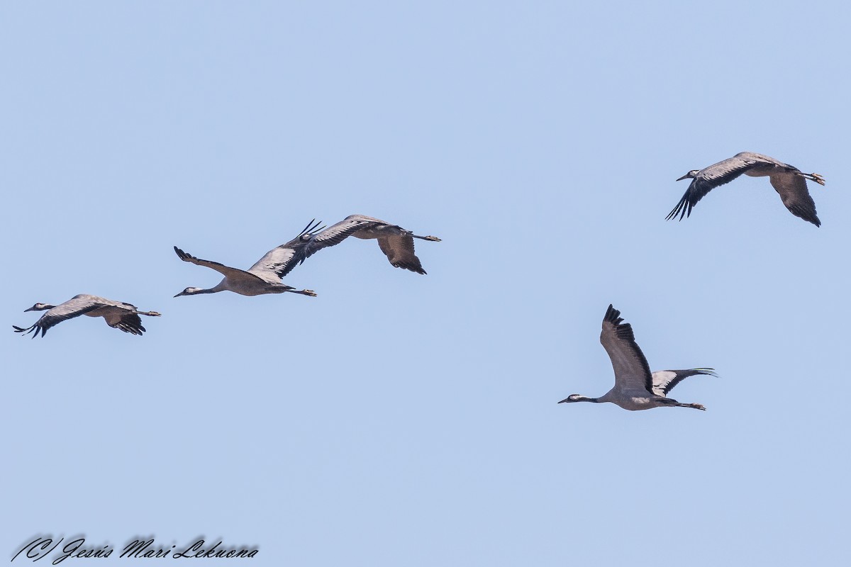 Common Crane - ML281562491
