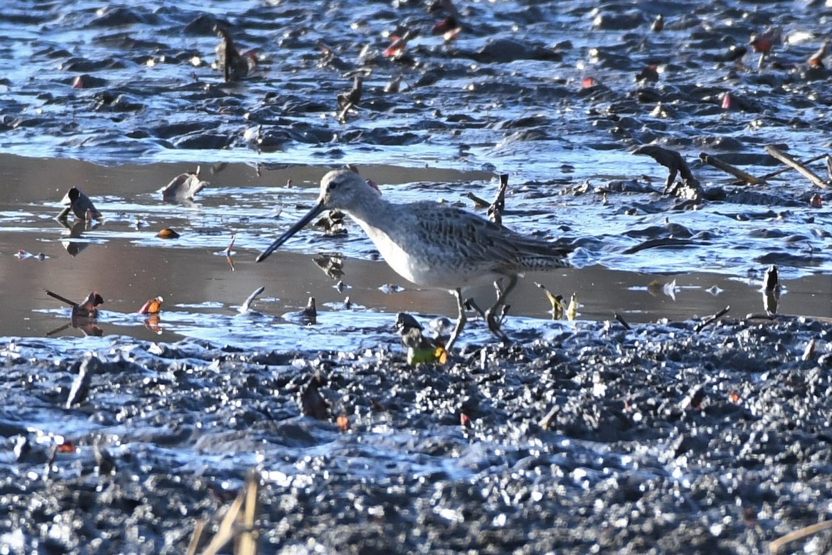 Long-billed Dowitcher - ML281563241