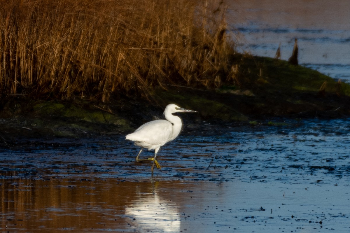 Little Egret - ML281563711