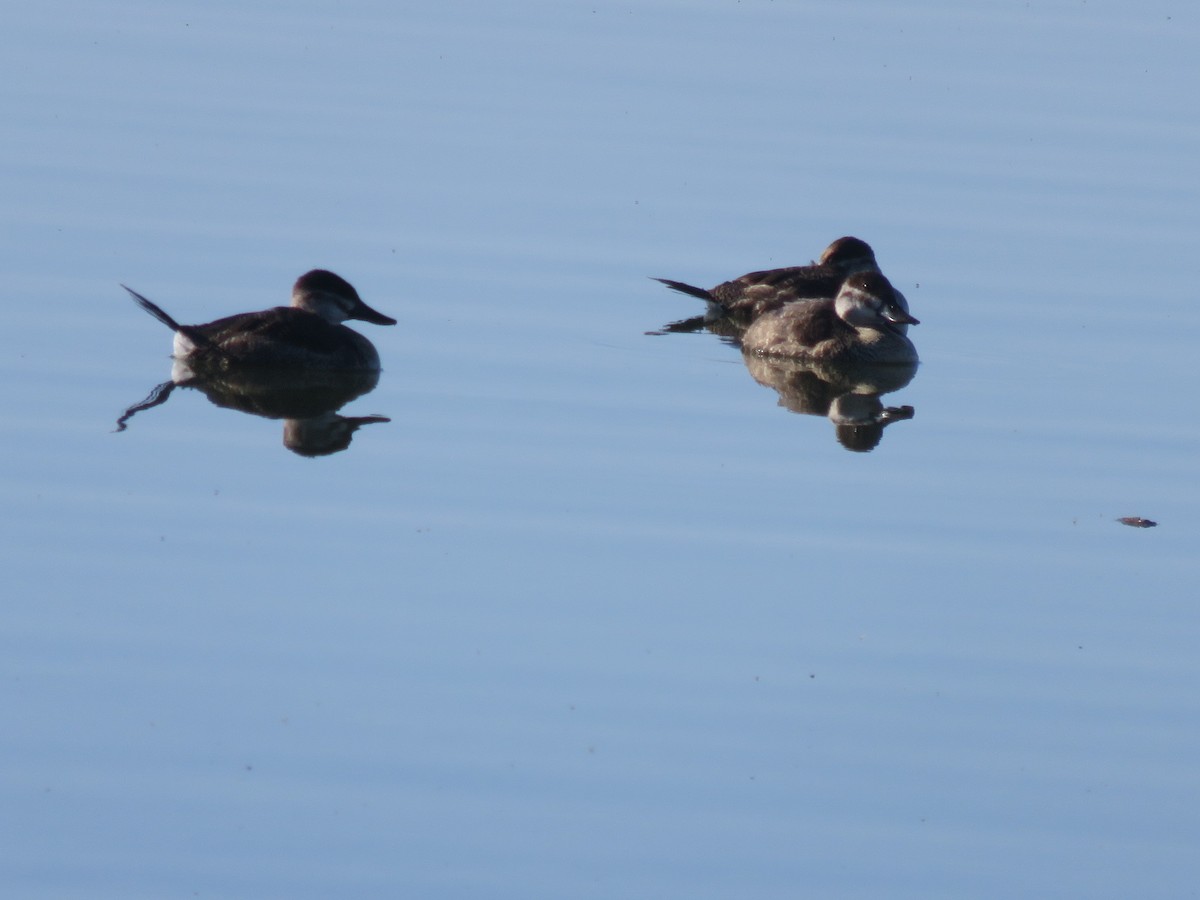 Ruddy Duck - ML281563821