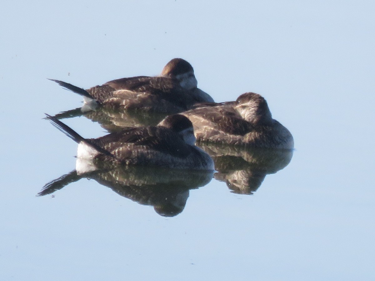 Ruddy Duck - ML281563831