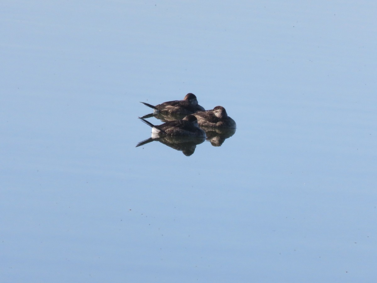 Ruddy Duck - ML281563841