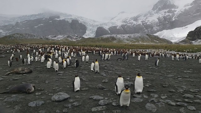 tučňák patagonský - ML281563921