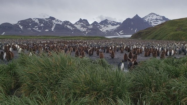 tučňák patagonský - ML281564351
