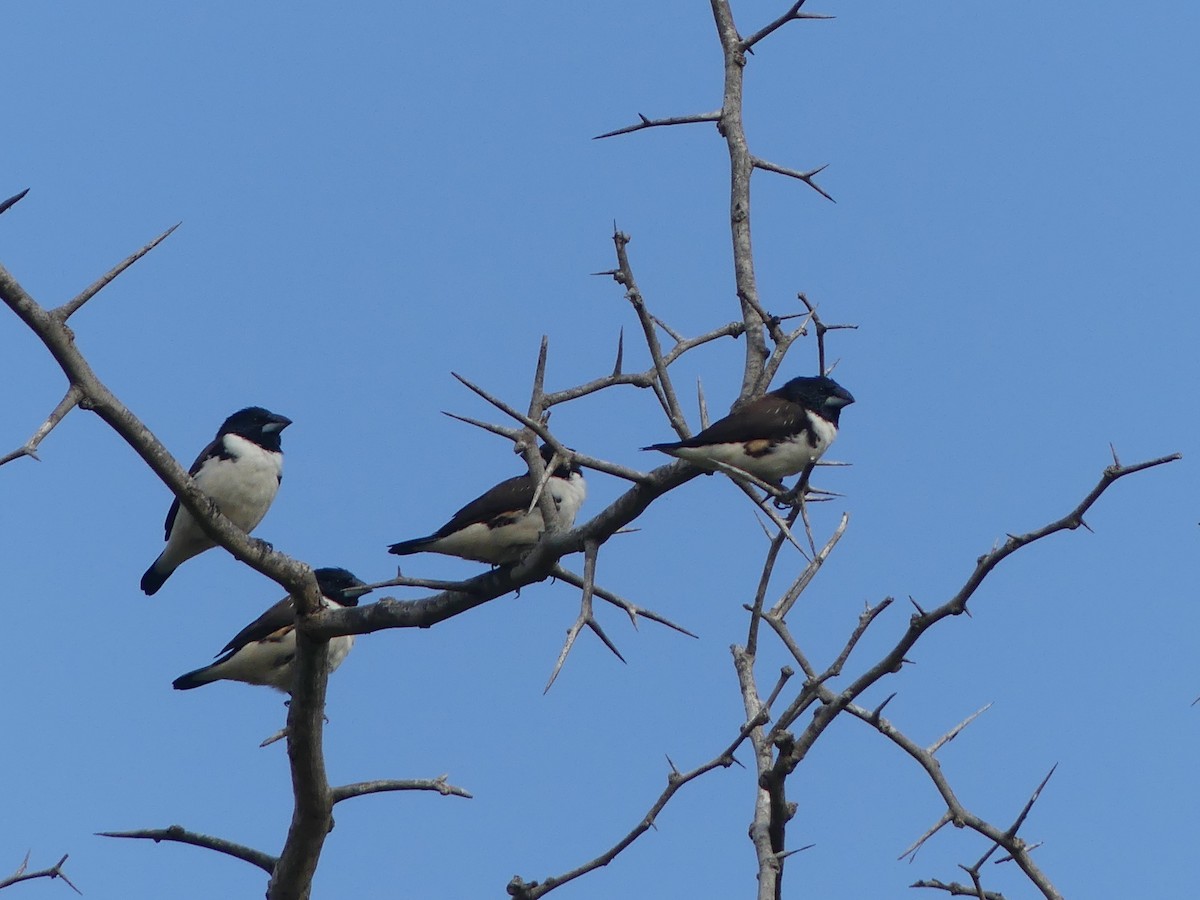 Magpie Mannikin - Thomas Bruneau