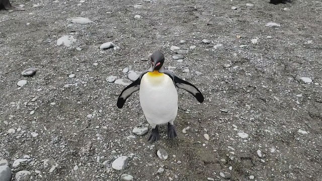 tučňák patagonský - ML281564481