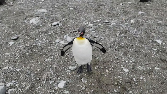 King Penguin - ML281564481