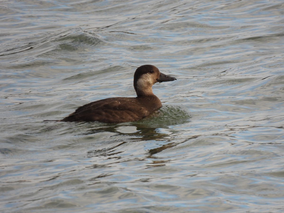 Black Scoter - ML281565331