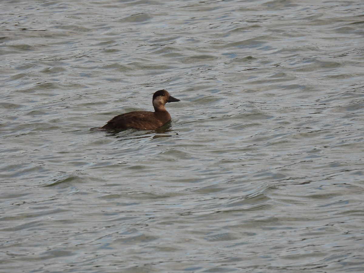 Black Scoter - ML281565461