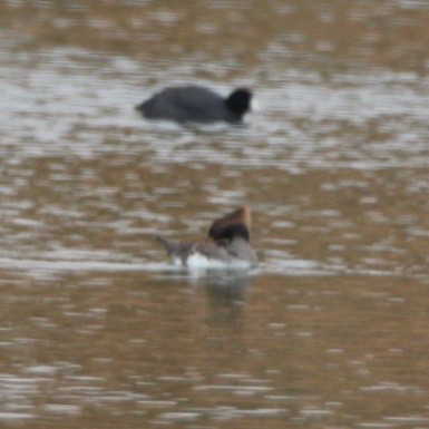 Hooded Merganser - ML281565521