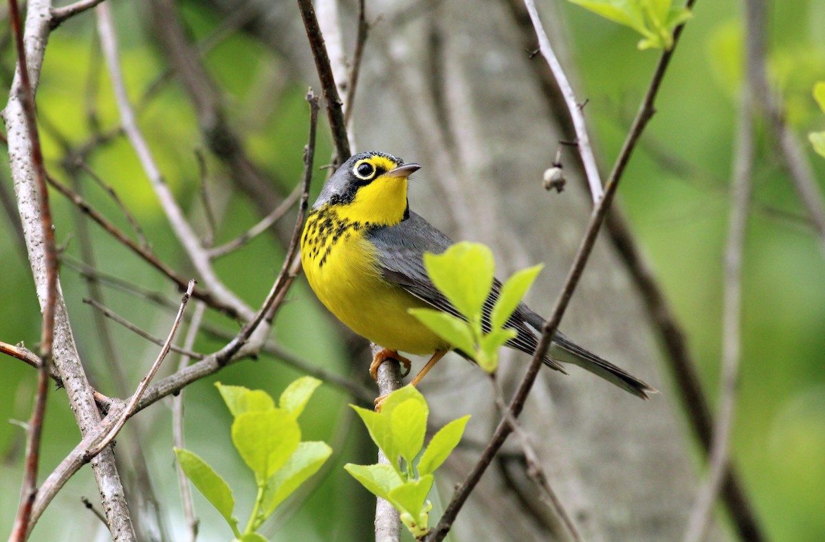 Canada Warbler - ML28156591