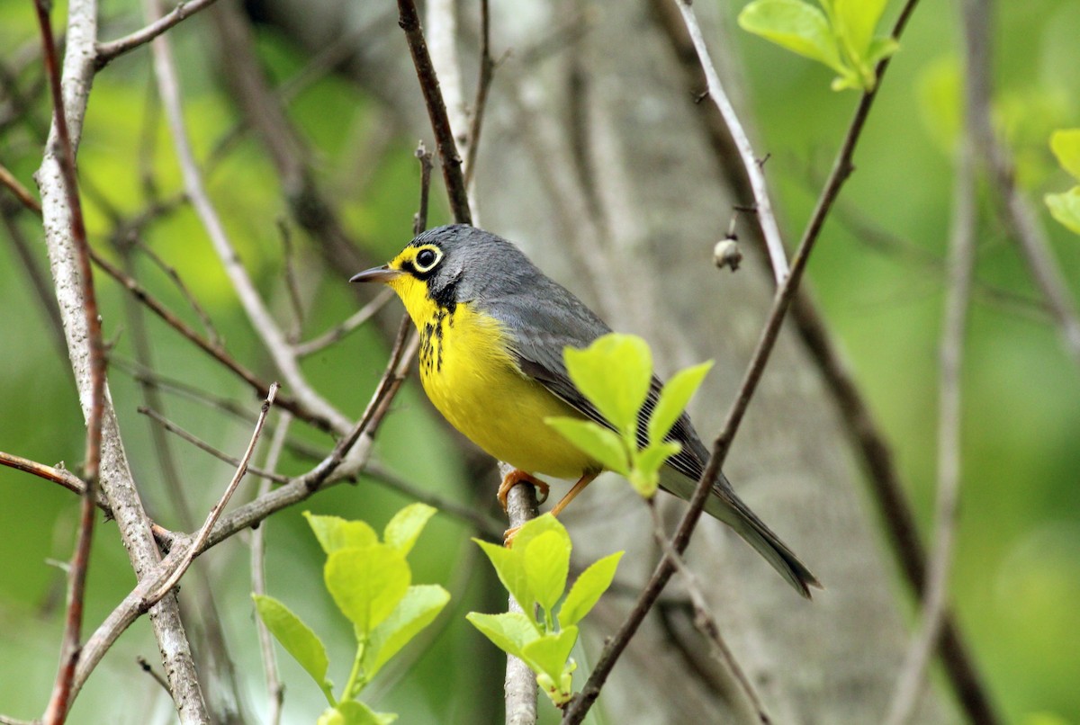 Canada Warbler - ML28156611