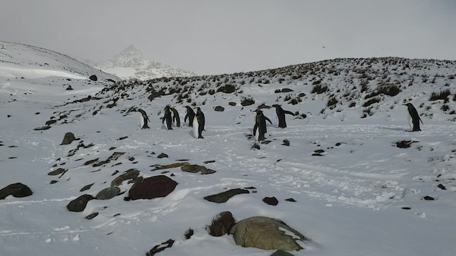 tučňák patagonský - ML281566431