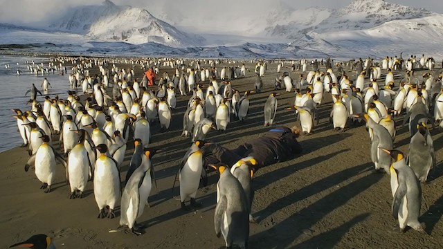 tučňák patagonský - ML281566501