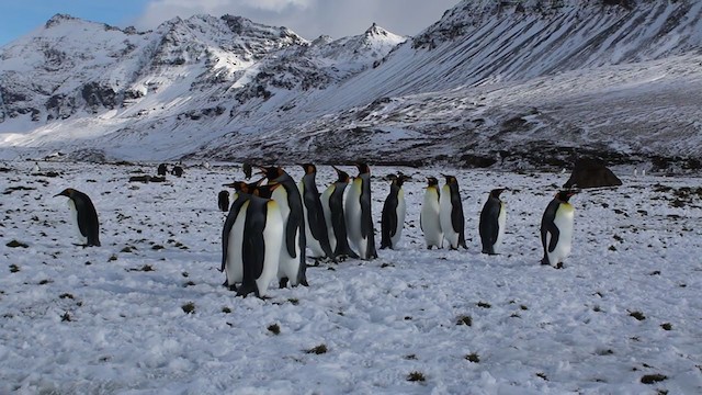 tučňák patagonský - ML281566671