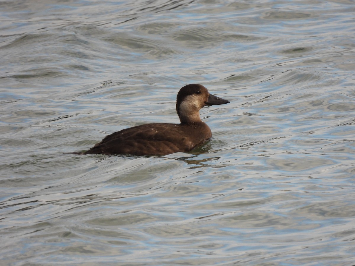 Black Scoter - ML281566961