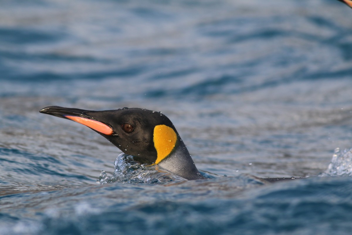 King Penguin - Scott Schuette