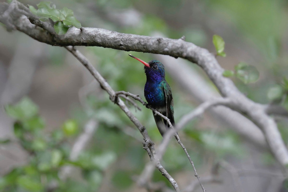 Turquoise-crowned Hummingbird - ML281567501
