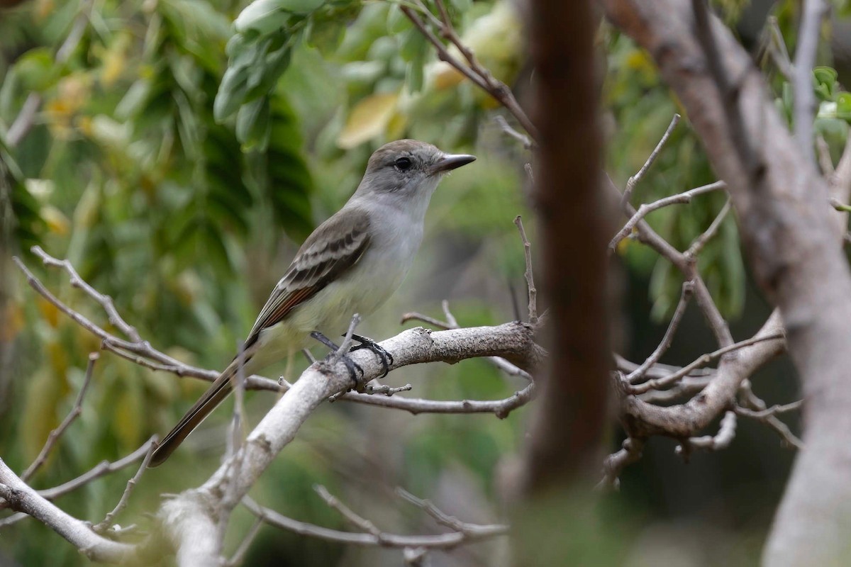 Ash-throated Flycatcher - ML281568631