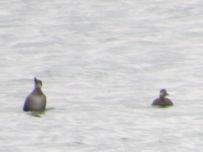 Black Scoter - ML281568731
