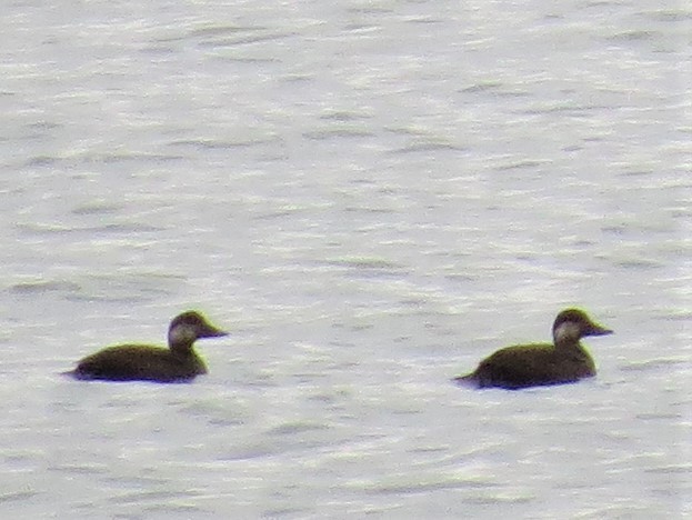 Black Scoter - ML281568741
