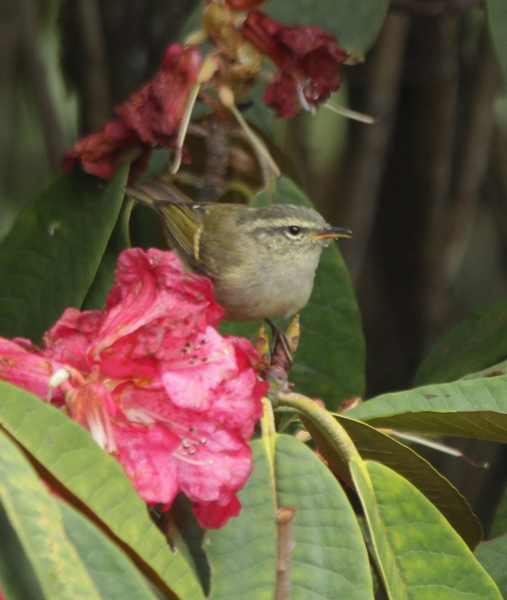 Buff-barred Warbler - ML281568761